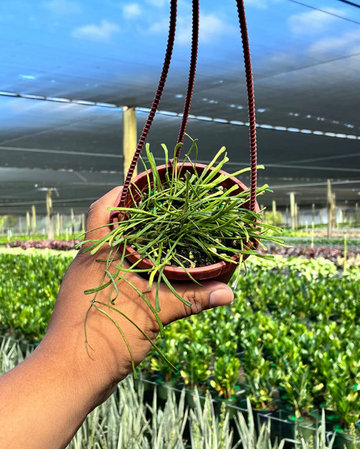 Hoya Retusa Care | Plant Proper