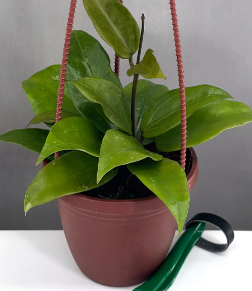 Hoya Rigida Care | Plant Proper
