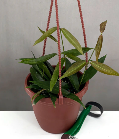 Hoya Rubida Care | Plant Proper 