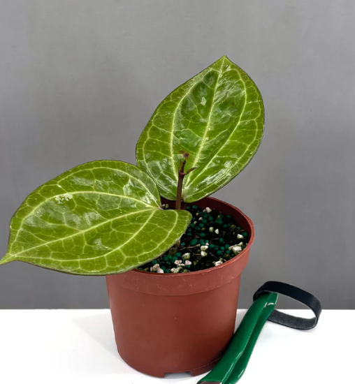 Hoya Sarawak Care | Plant Proper