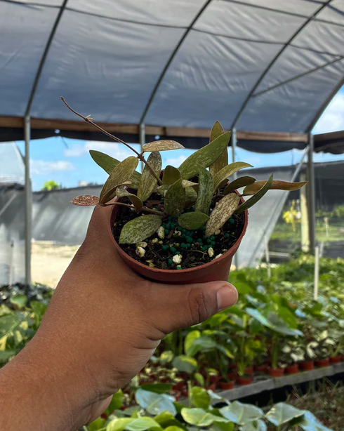 Hoya Sigillatis Care | Plant Proper