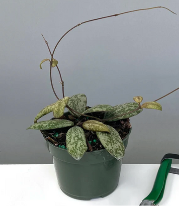 Hoya Sigillatis AH001 Care | Plant Proper