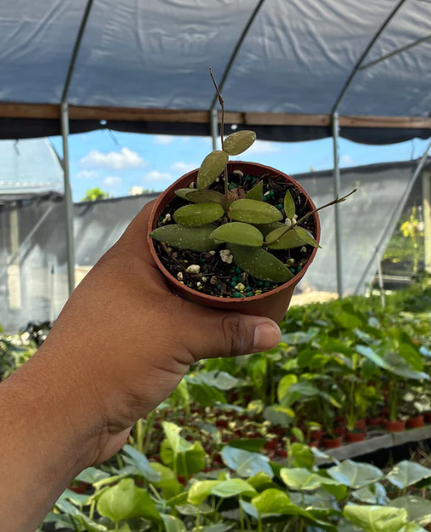 Hoya Sigillatis Alas River Care | Plant Proper