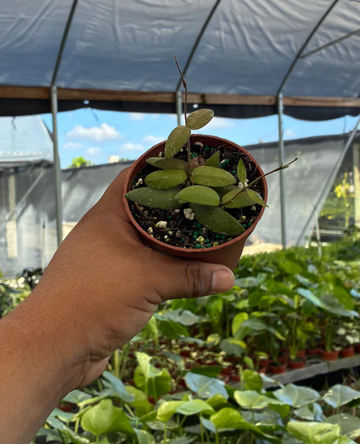 Hoya Sigillatis Alas River Care | Plant Proper