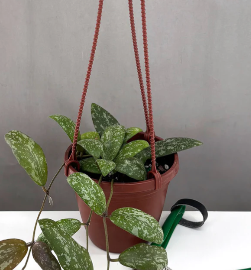 Hoya Sigillatis SP Borneo Care | Plant Proper