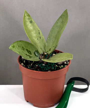 Hoya Silver Dollar Care | Plant Proper