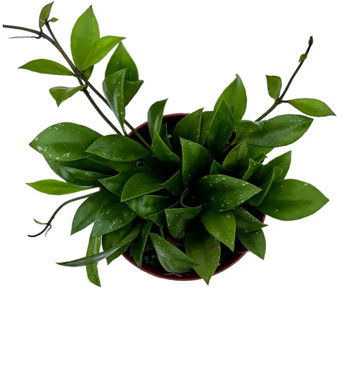 Hoya Sipitangensis Care | Plant Proper