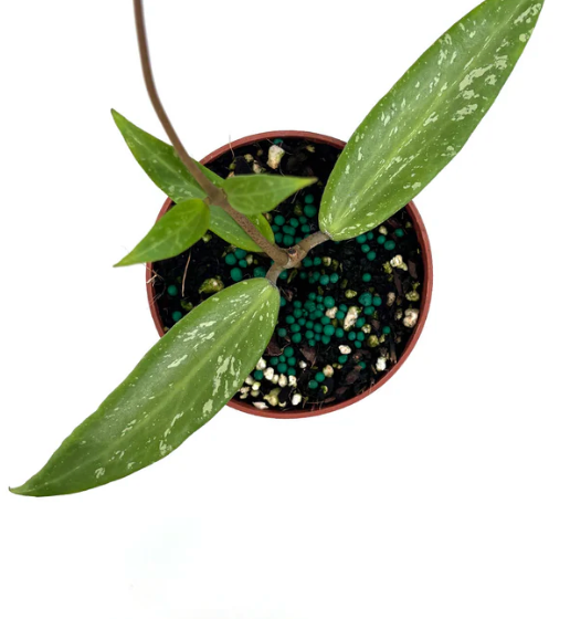Hoya SR 2007-13 Loei Province Care | Plant Proper