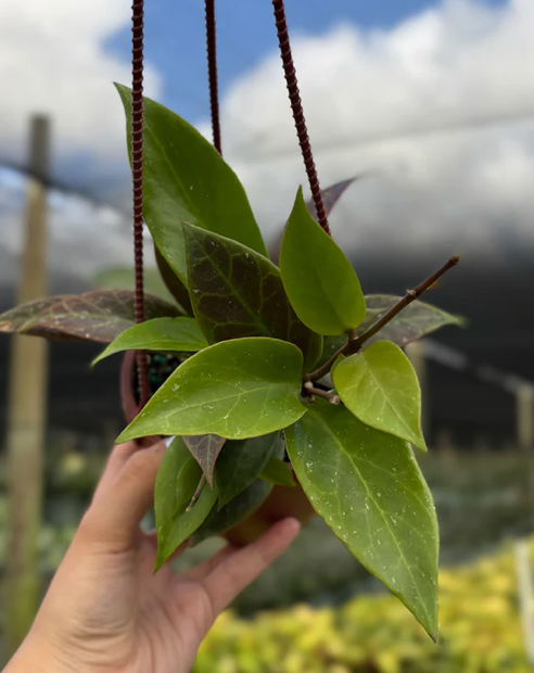 Hoya Sunrise Care | Plant Proper 