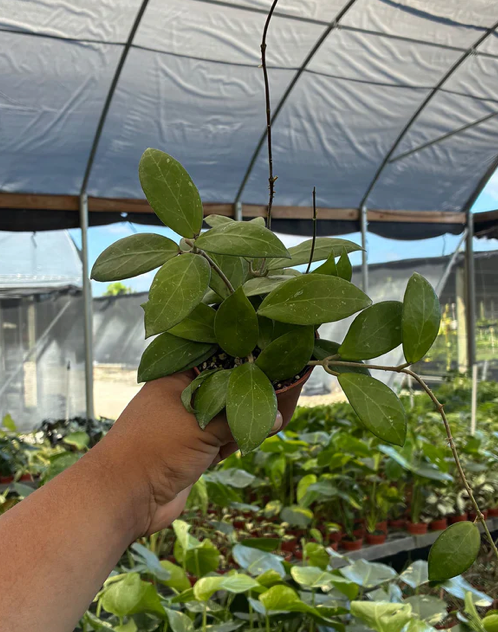 Hoya Sunshine MB 1594 Care | Plant Proper