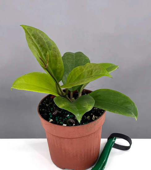 Hoya Surigaoensis Care | Plant Proper