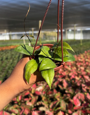 Hoya Tequila Sunrise Care | Plant Proper
