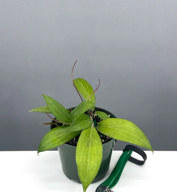 Hoya Tomataensis Care | Plant Proper
