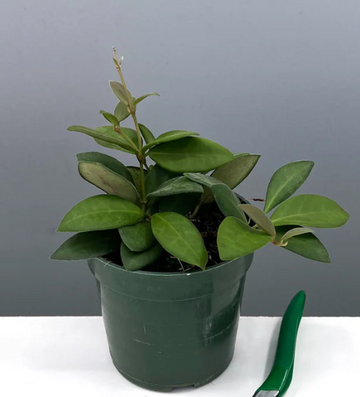 Hoya Tsangii Care | Plant Proper