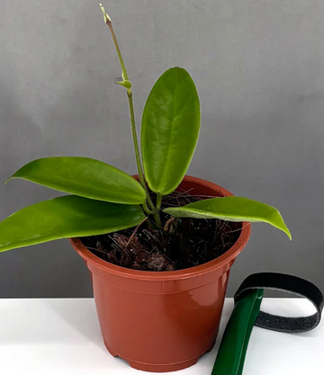 Hoya Vangviengiensis Care | Plant Proper