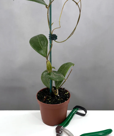 Hoya Verticillata Long Leaf Care | Plant Proper