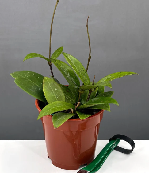Hoya Verticillata Pallida Care | Plant Proper