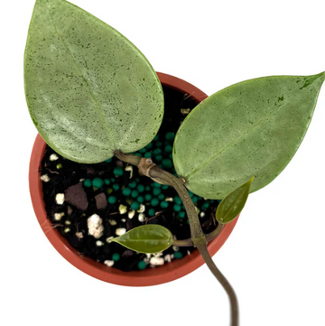 Hoya Verticillata Silver Heart Care | Plant Proper