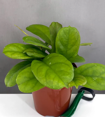 Hoya Viola Care | Plant Proper