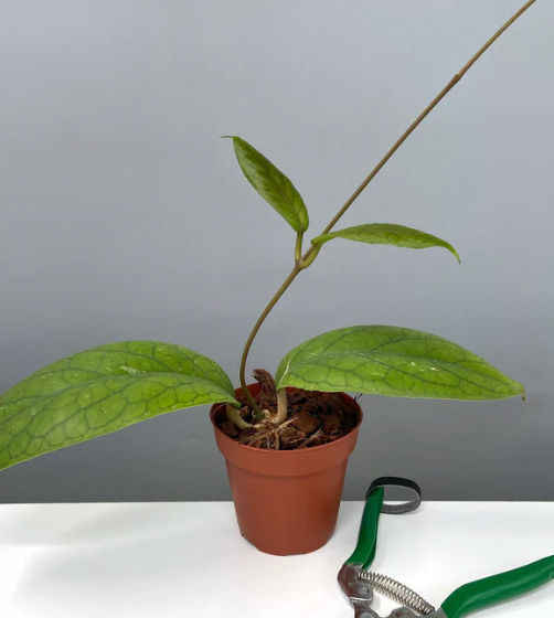 Hoya Vitellinoides Care | Plant Proper 