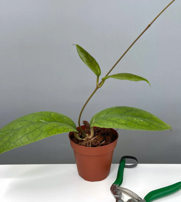 Hoya Vitellinoides Care | Plant Proper 