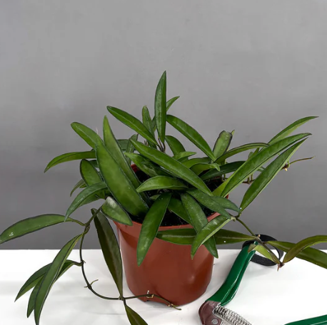 Hoya Wayetii Care | Plant Proper