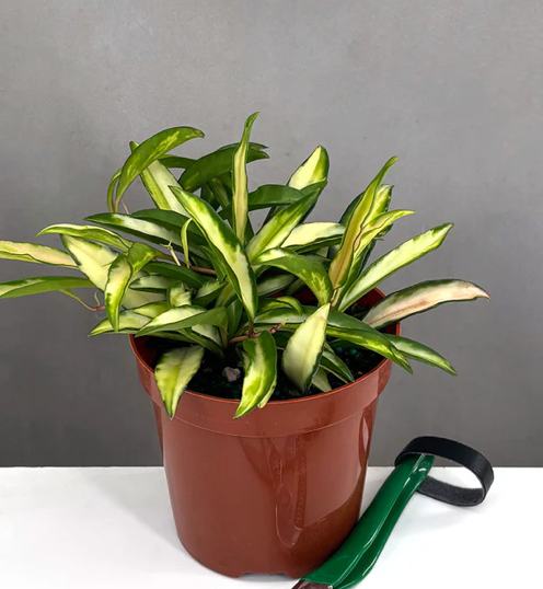 Hoya Wayetii Tricolor Care | Plant Proper