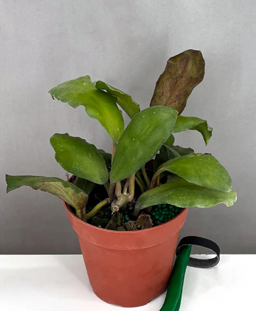 Hoya Waymaniae Borneo Care | Plant Proper