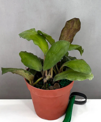 Hoya Waymaniae Borneo Care | Plant Proper