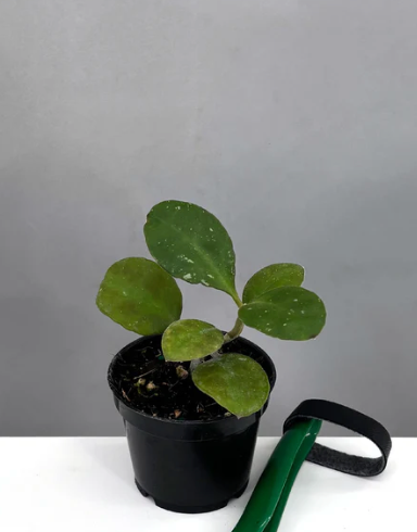Hoya Waymaniae Round Leaf Care | Plant Proper