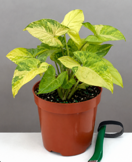  Syngonium Bright Allusion Care | Plant Proper