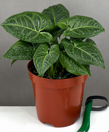 Syngonium Chiapense Care | Plant Proper