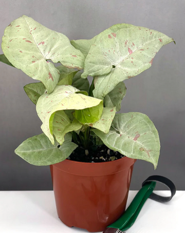 Syngonium Confetti Care | Plant Proper