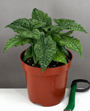 Syngonium Godzilla Care | Plant Proper