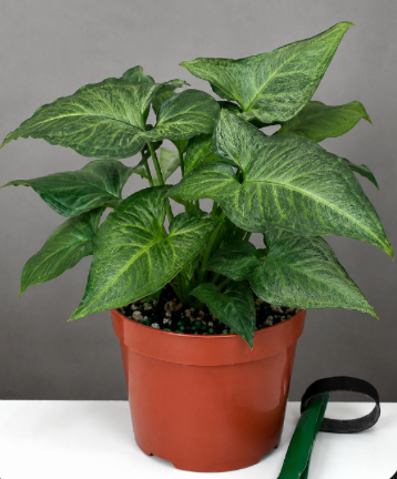 Syngonium Green Robusta Care | Plant Proper