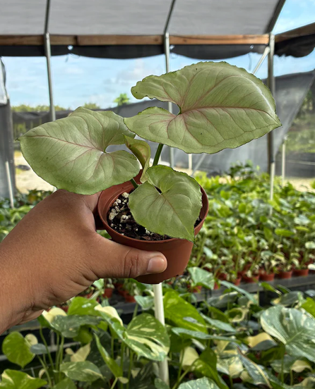 Syngonium Green Splash Care | Plant Proper