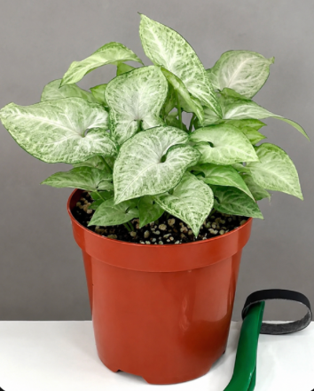 Syngonium Ice Frost Care | Plant Proper