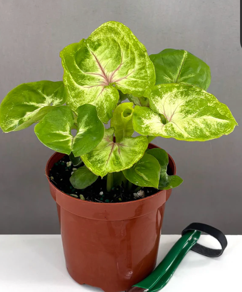 Syngonium Kiwi Delight Care | Plant Proper