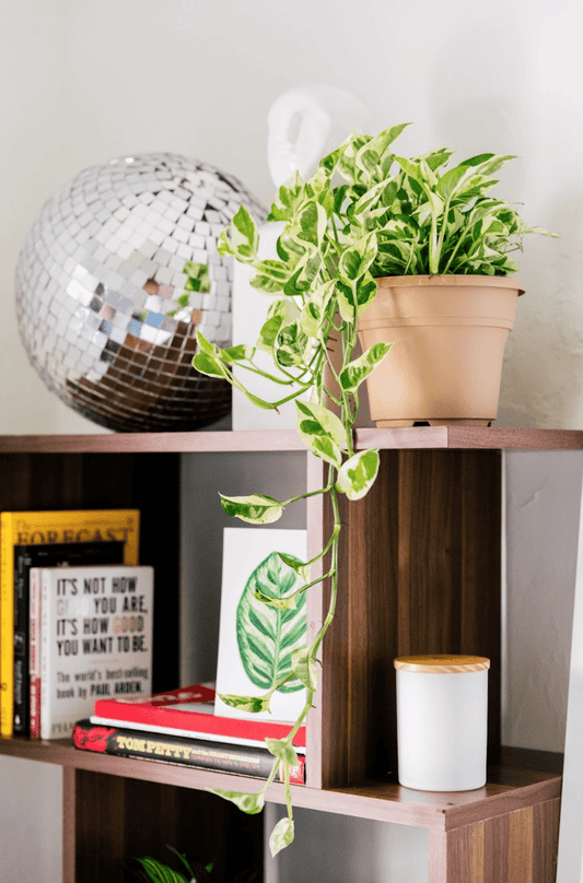 Trailing Indoor Plants | Always Affordable at Plant Proper