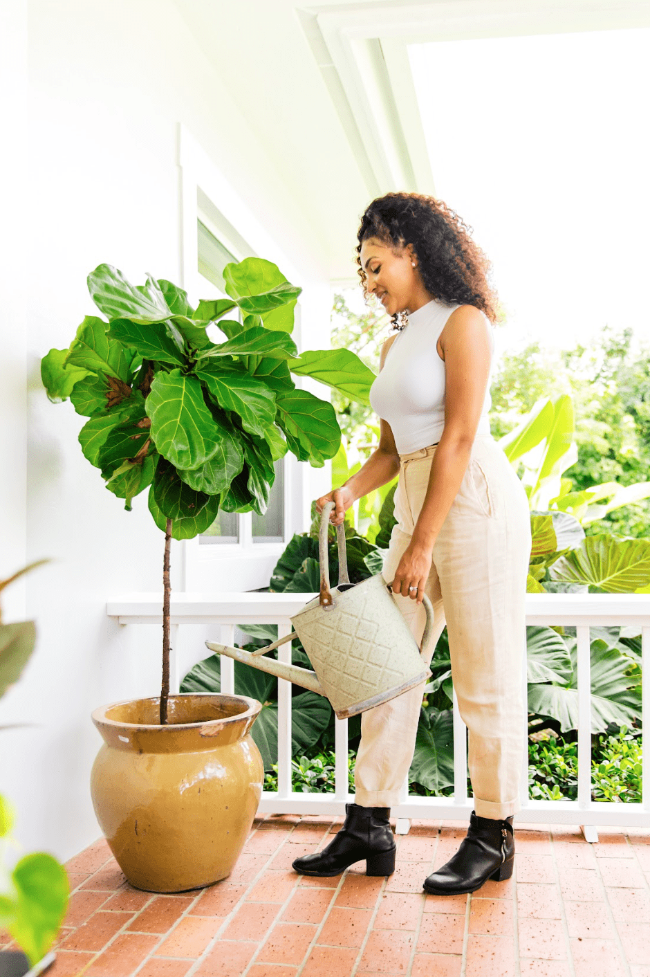 Unique Indoor Plants | House Plants | Plant Proper