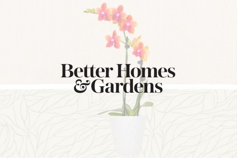 The 11 Best Places to Buy Houseplants Online