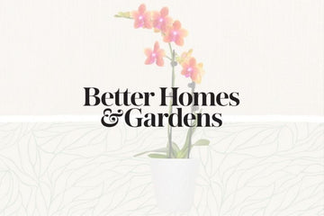 The 11 Best Places to Buy Houseplants Online