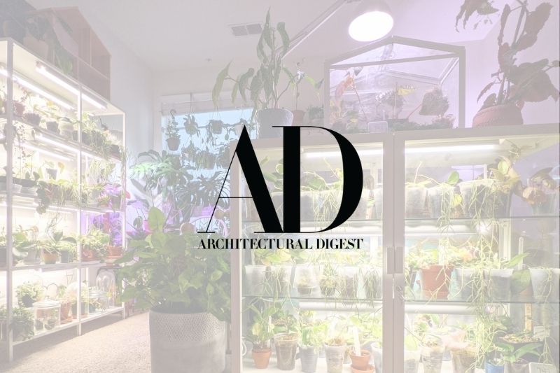 6 Tropical Houseplants Native to Asia and the Pacific That Everyone Should Know