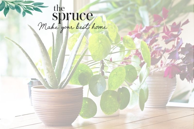 If You're Not Doing This One Thing For Your Houseplants, You're Keeping Them From Thriving