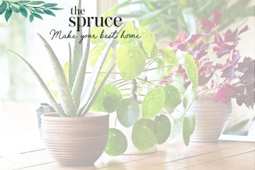 If You're Not Doing This One Thing For Your Houseplants, You're Keeping Them From Thriving