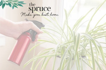 5 Mistakes You're Making With Humidity for Your Plants, According to Houseplant Pros