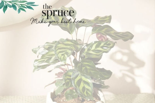 5 Houseplants That Are Going Out of Style in 2025, According to Houseplant Pros