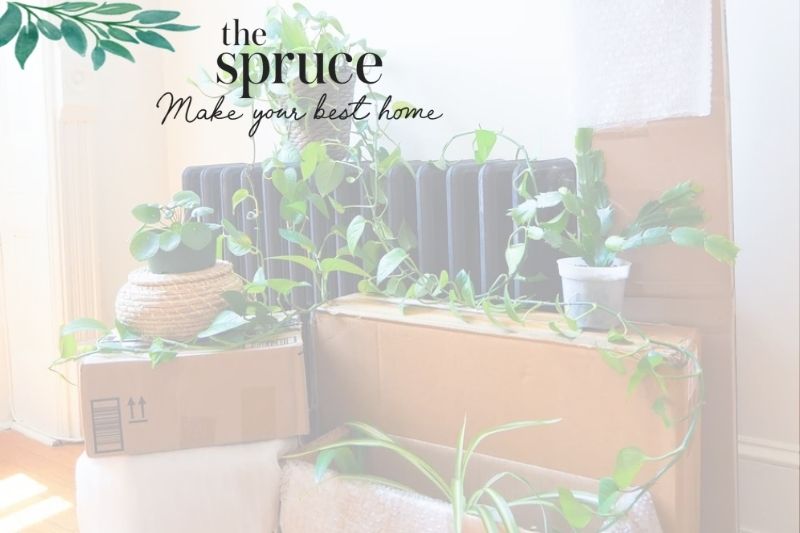 What Are You Even Supposed to Do With Houseplants During a Move? Plant Pros Share