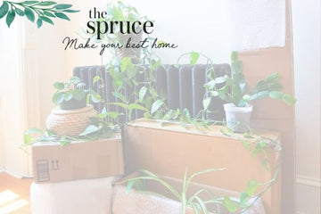 What Are You Even Supposed to Do With Houseplants During a Move? Plant Pros Share