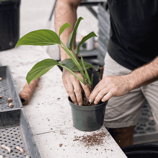 How to Move Plants | Plant Proper